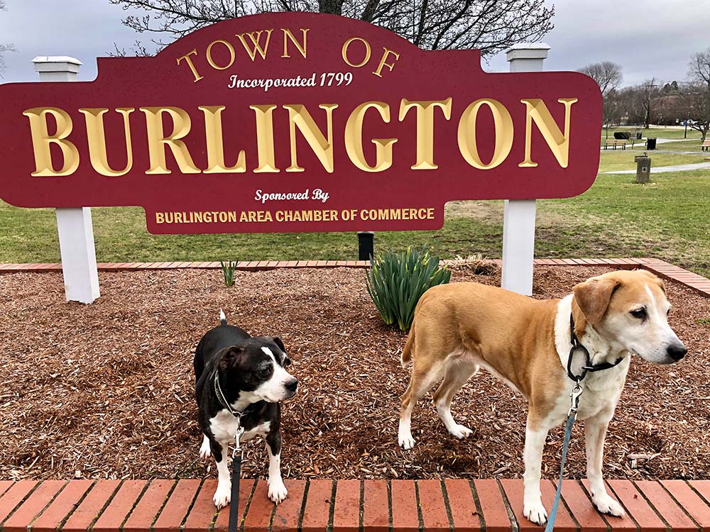 Town of Burlington sign and dogs